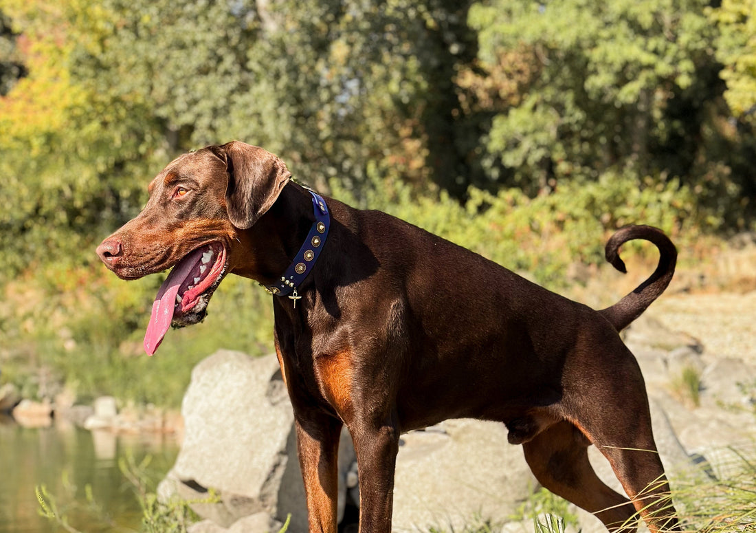 10 Breeds That Show Why Stereotypes Are Harmful - Pawblic Opinion