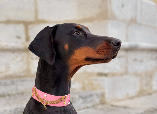 From Cropped to Natural Ears: How the Dobermann Image Is Changing - Pawblic Opinion