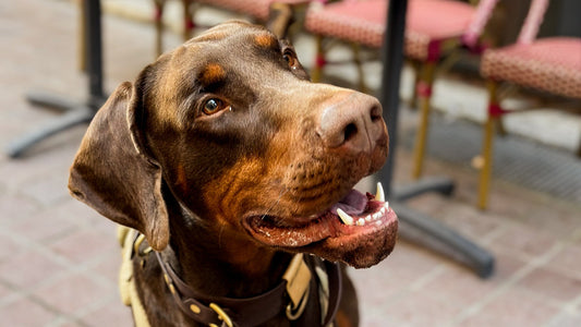 Dobermann Myths Debunked: The Truth About This Loyal and Loving Breed