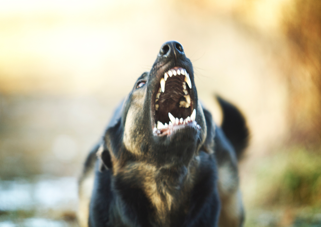 Why Dogs Bark - And Why Big Dogs That Bark Aren’t Mean - Pawblic Opinion