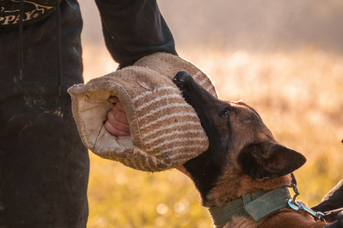 Does Bitework Make Dogs Aggressive? The Truth Behind Protection Training - Pawblic Opinion